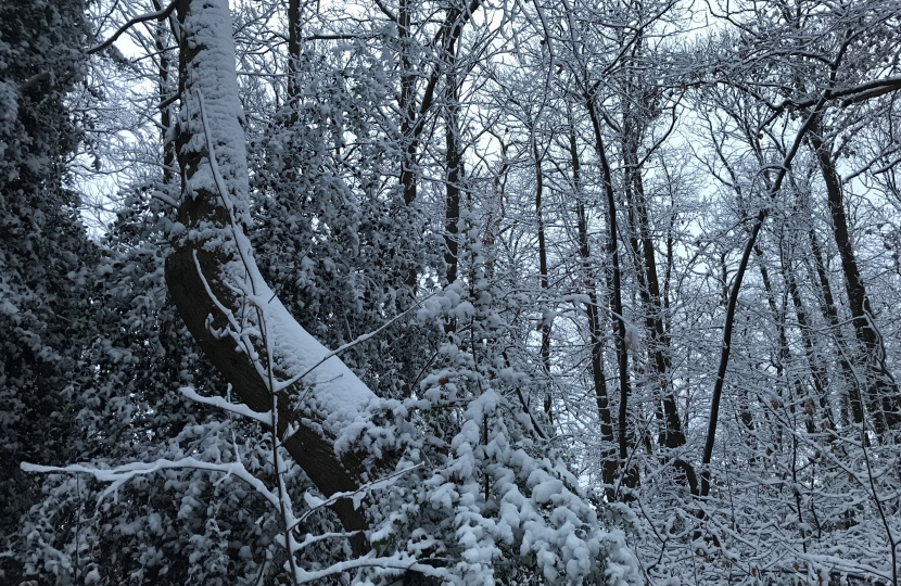 Snowy woods