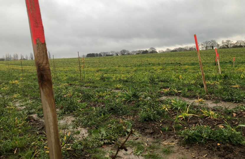 Hole Farm Tree Planting