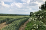 Keeping our countryside tidy