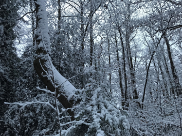 Snowy woods